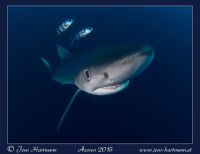Blauhai bei einem Blue Dive